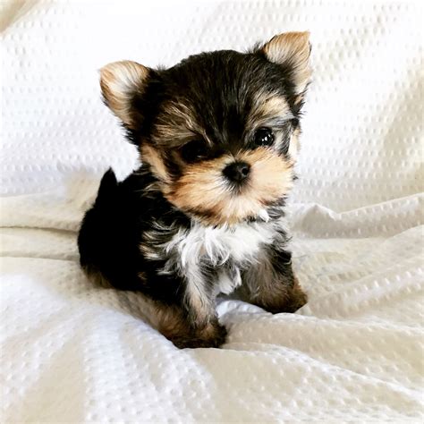 Searching summary for micro teacup puppies for sale near me. Micro Teacup Morkie Puppy for sale! Tiny!!! | iHeartTeacups