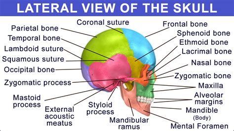 Anatomy And Function Of The Occipital Bone Explained With A Diagram