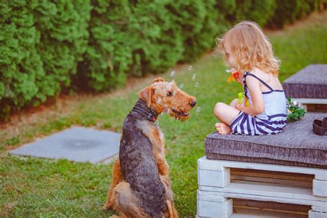 Girl Blows Dog Stock Photos Pictures And Royalty Free Images Istock