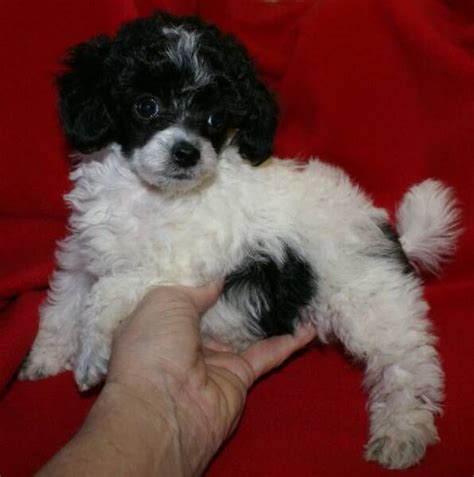 Micro Teacup Poodle Puppies Toy Poodles For Sale Poodle Puppy
