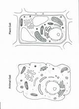 Cell Animal Plant Coloring Worksheet Cells Color Worksheets Pages Diagram Printable Science Biology Blank Kids Sheet Teaching Pulpbits Drawing Plants sketch template
