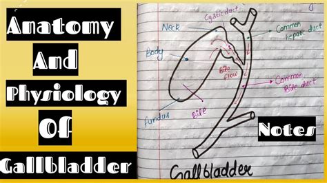 Notes Of Gallbladder Anatomy And Physiology Youtube