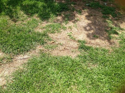 Common Lawn Diseases And Pests In Baltimore Md Lawnstarter