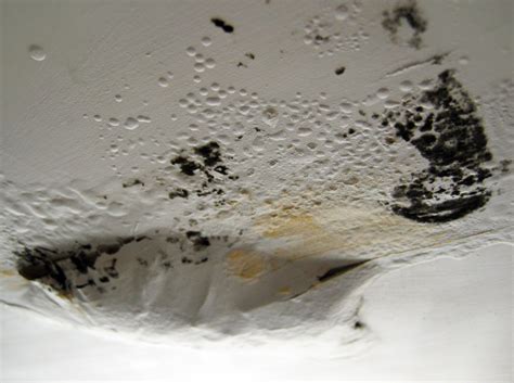 So while you can't avoid getting your bathroom wet, let's look at some tips to deal with mold on your bathroom ceiling. Hazards Of Toxic Mold And Mold Related Illness