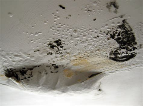 Use a sponge to dab it deep into nubs and. Hazards Of Toxic Mold And Mold Related Illness