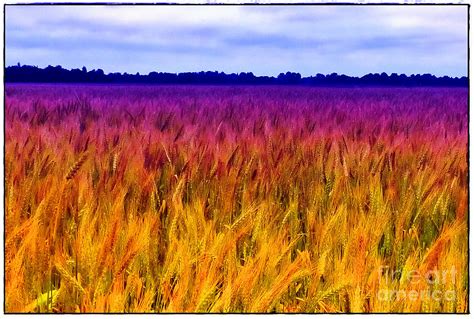 Field Of Dreams Photograph By Judi Bagwell Pixels