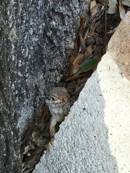 Northern Curly Tail Lizard Project Noah