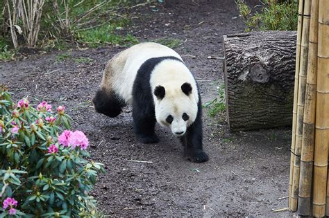 Sick Of Lockdown Panda Escapes Confinement In Copenhagen Zoo Abs Cbn