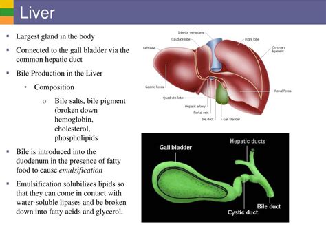 Ppt Digestive System Ii Digestive Activities Powerpoint Presentation