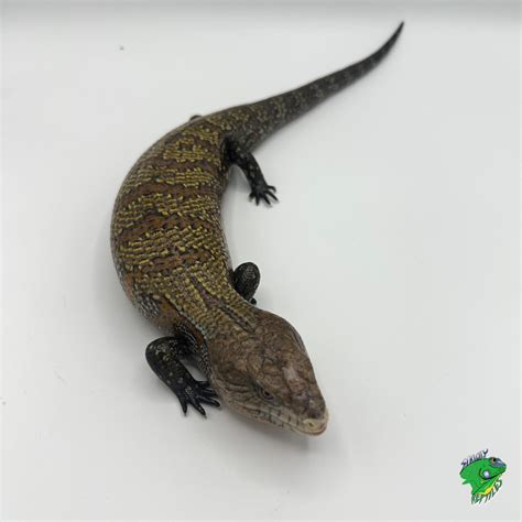 Kei Island Blue Tongue Skink Adult Strictly Reptiles