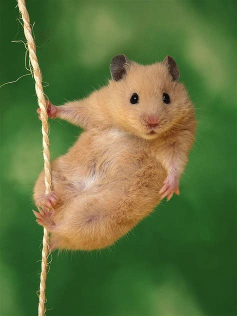 Golden Hamster Cute Hamsters Hamsters As Pets Cute Animal Pictures