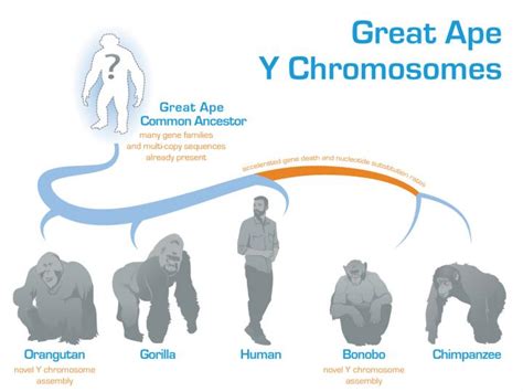 Evolution Of The Y Chromosome In Great Apes D Eurekalert