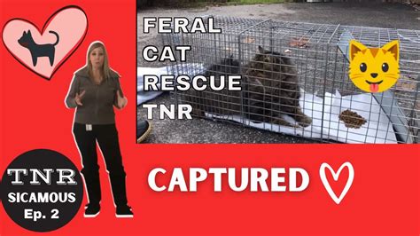Trapping Feral Cats Trap Neuter Return Ep 2 Youtube