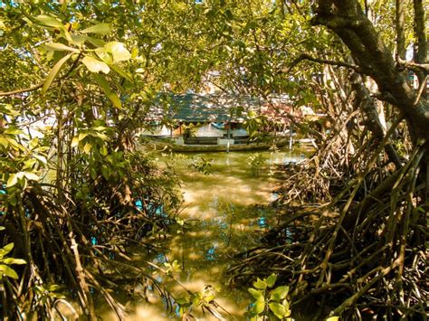 Konservasi Mangrove Dan Balai Nelayan Manyar Wisata Gresik Yang Jarang