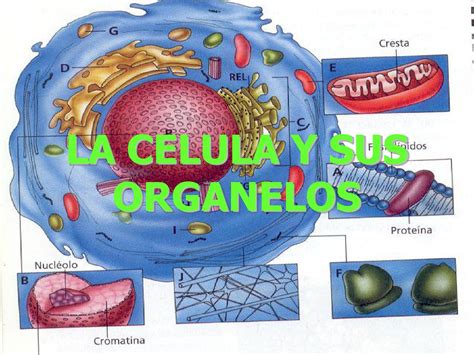 La Celula Y Sus Organelos 6âº By María Elena Issuu