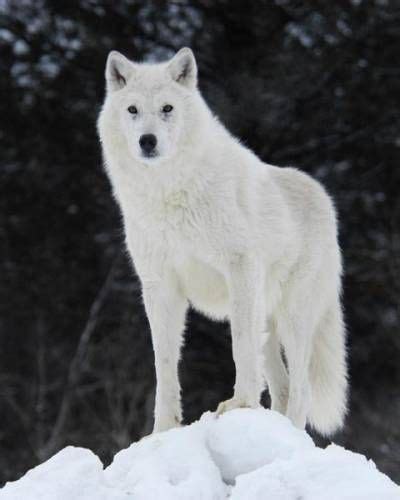Summer Time Is The Best Time To Spot Arctic Wolvestheir White Fur