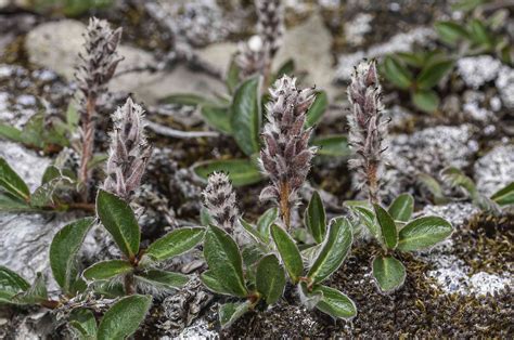 Tundra Biome Plants Names