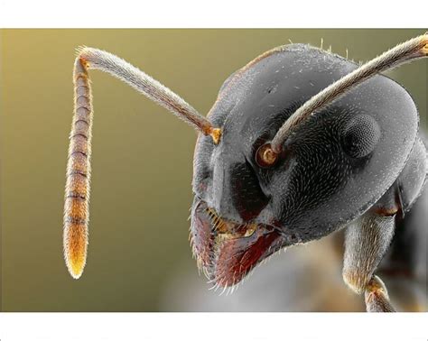 Print Of Close Up Of Ant In 2020 Insects Ants Ant Insect