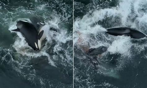 The name orcas is a shortened form of horcasitas. Impactante vídeo: Manada de orcas mata a una cría de ...