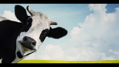 Cow Mooing Hd Sound Effect Mugido De Vaca Efecto De Sonido Hd Youtube