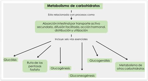 Mapa Conceptual Sobre El Metabolismo De Los Carbohidratos Mapa Images Sexiz Pix