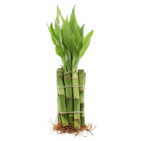 4 Straight Lucky Bamboo Live Plants Pack Of 10 Or 100 Nw Wholesaler