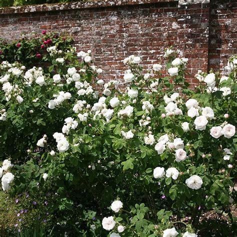 buy rose madame hardy shrub rosa madame hardy delivery by waitrose garden