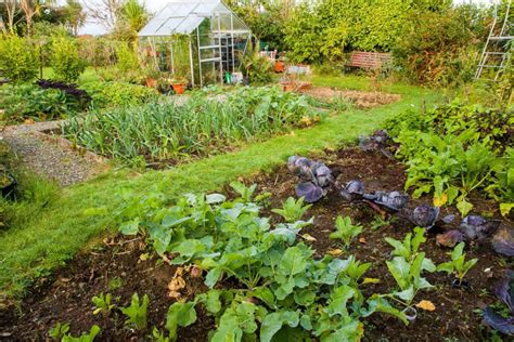 How To Start A Vegetable Patch In 12 Steps Uk