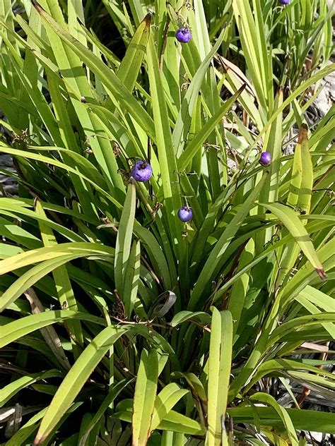 Blue Flax Lily Dianella Caerulea Growing Guide The Gourmantic Garden
