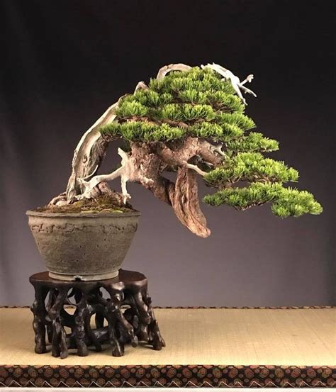 Pinus Mugo Bonsai Art Juniper Bonsai Bonsai