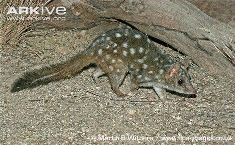 Chuditch Videos Photos And Facts Australian Fauna Small Cat Marsupial