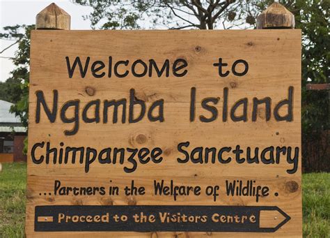 Koome island is located a mere 45 minutes from entebbe international airport in uganda on the largest, most famous body of water in africa, lake victoria. Ngamba Island Santuary - Chimpanzee TrustChimpanzee Trust