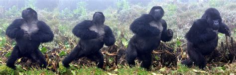 Gorillas Do Not Bluff When They Beat Their Chests Honest Signaling