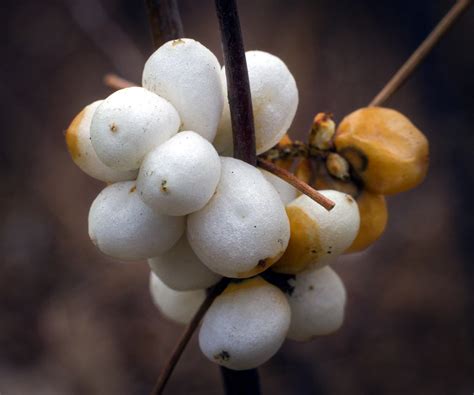 Snowberries Common Snowberry Symphoricarpos Albus Berrie Flickr