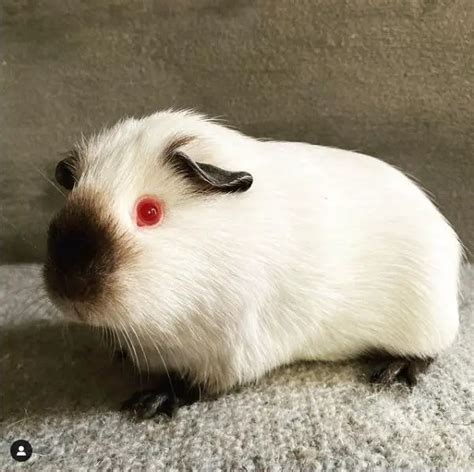 Himalayan Guinea Pig Breed Profile Origins Pictures Care Traits