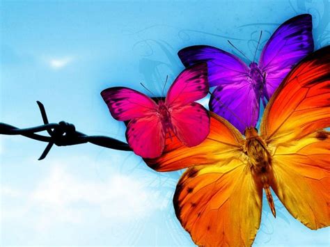 Butterfly Hd Wallpapers Your Title