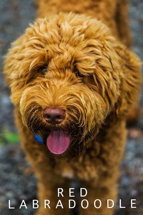 Red Fox Labradoodle Does Your Dog Have The Rufus Gene
