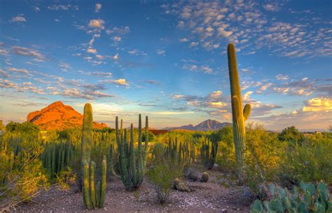 Cactus In Desert Wallpaper Nature And Landscape Wallpaper Better