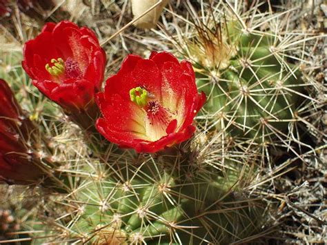 Ocotillo is found in all the deserts of the southwest. Cactus and Succelents