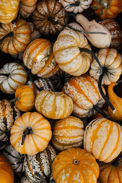 Pumpkin Vegetable Autumn Halloween Hd Phone Wallpaper Peakpx