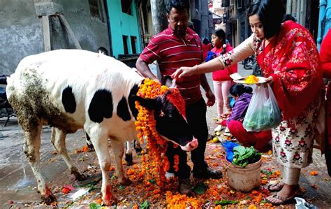 Nepal Kathmandu Tihar Festival Cow Worship