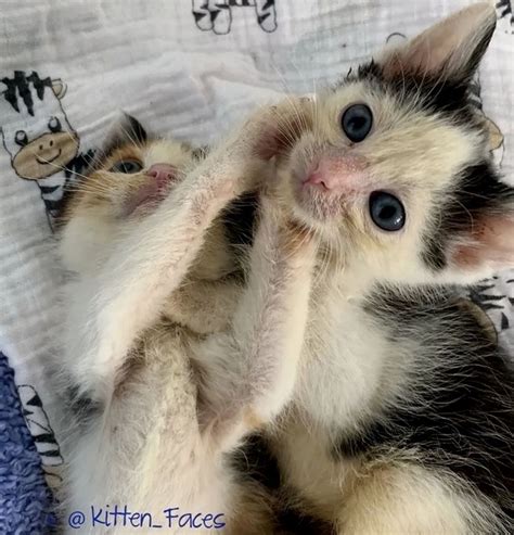 Kitten Helps Her Brother Heal With Cuddles After They Were Rescued From