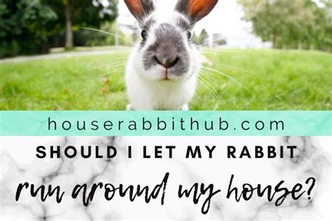 Should I Let My Bunny Run Around The House House Rabbit Hub