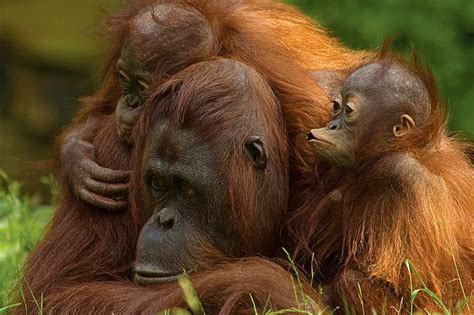 16 Fotos De Primates Monos Gorilas Lemures Y Orangutanes En