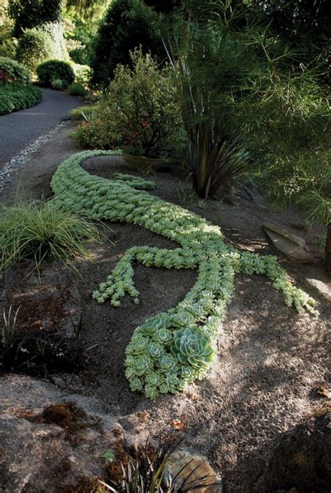 succulent garden ideas  tips  grow  outdoors