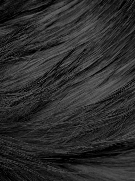 Free Download Long Haired Black Cat Fur Texture Picture Photograph