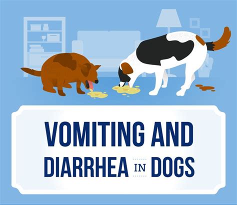 Vomiting And Diarrhea In Dogs Canna Pet Diarrhea In Dogs Dog Has