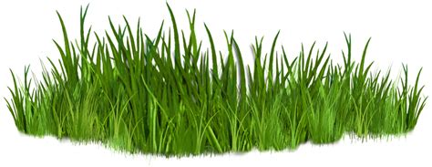 Free Transparent Grass Clipart Download Free Transparent Grass Clipart