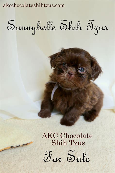 Here At Sunnybelle Shih Tzus We Specialize In Gorgeous Akc Chocolate