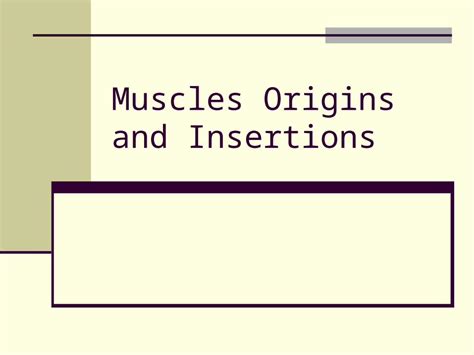 Ppt Muscles Origins And Insertions Muscles From Pg 44 45 In Text